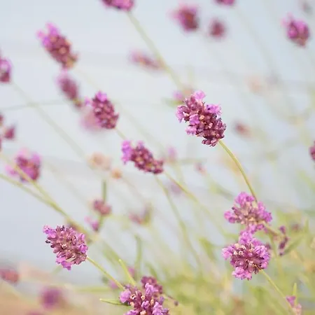 Appartement Gartenwohnung Vor Den Toren Berns Zollikofen