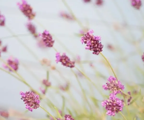 דירה Gartenwohnung Vor Den Toren Berns Zollikofen